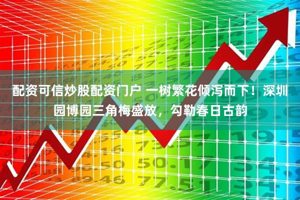 配资可信炒股配资门户 一树繁花倾泻而下！深圳园博园三角梅盛放，勾勒春日古韵