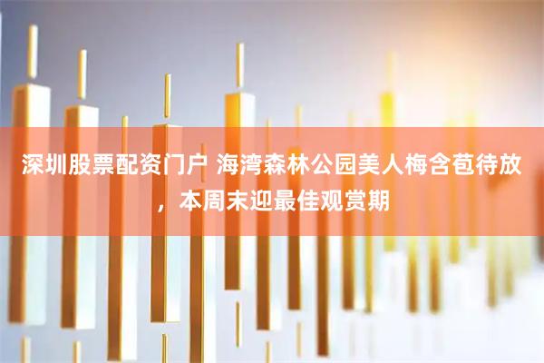 深圳股票配资门户 海湾森林公园美人梅含苞待放，本周末迎最佳观赏期